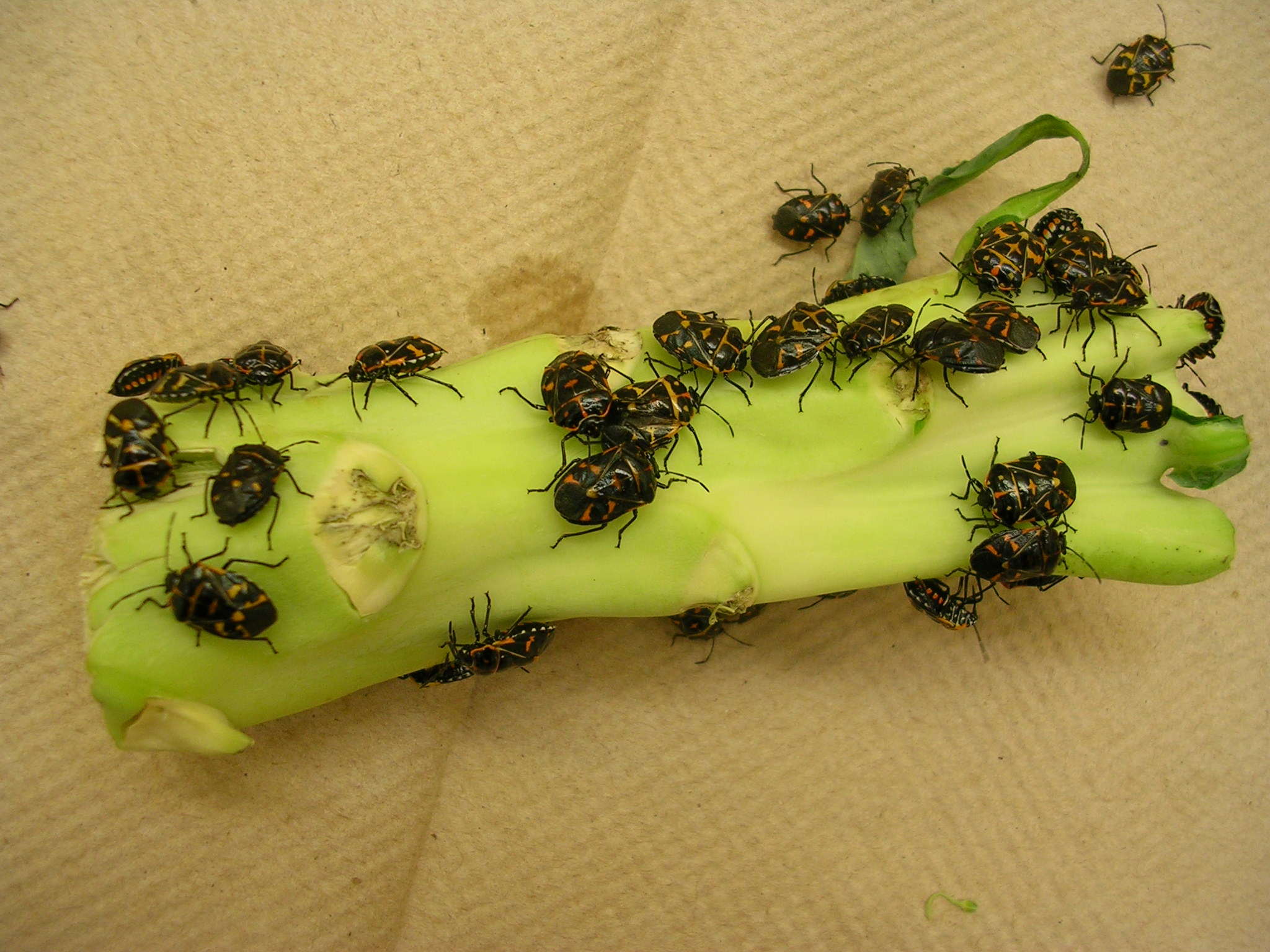 Adult harlequin bugs. Photo by Deane Jorgenson