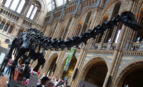 Diplodocus in the Great Hall of the Natural History Museum, London. Photo by nikoretro/flickr/CC BY-SA 2.0