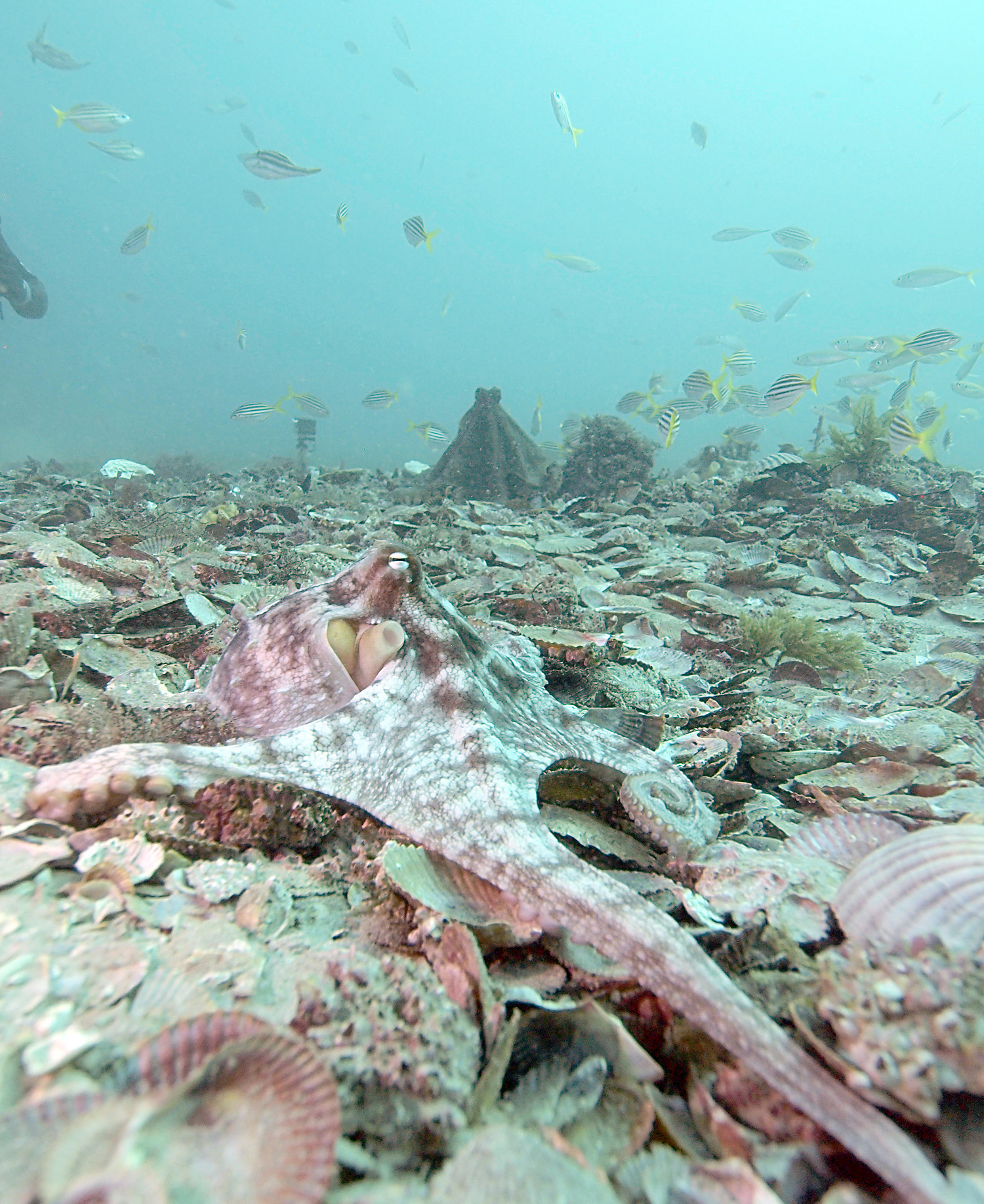 An octopus (foreground) displays pale color and stretches out one arm before it withdraws from an approaching octopus (background). The approaching octopus displays dark color, stand tall, and spread web and arms. Photo by David Scheel