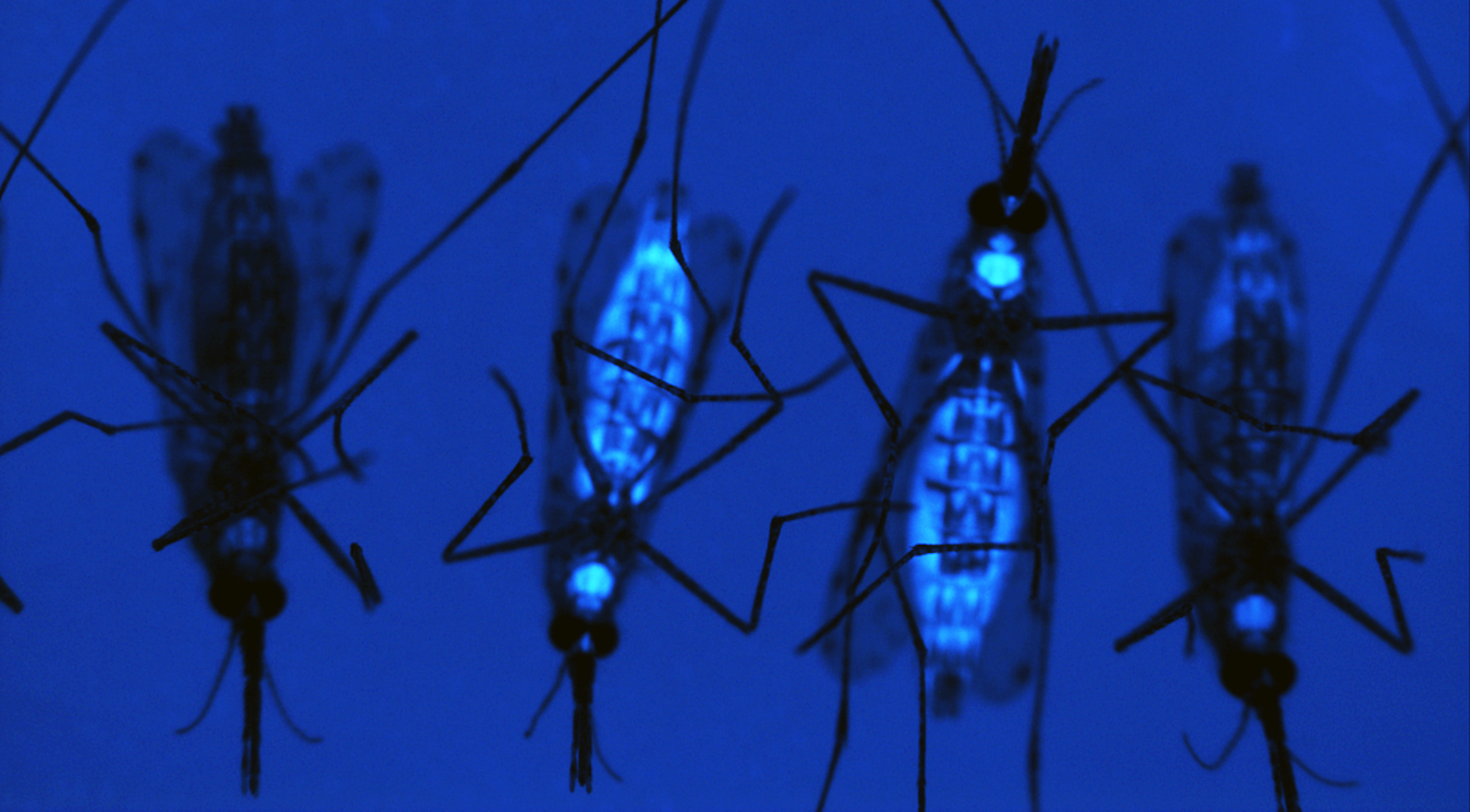 Transgenic female mosquitoes expressing a fluorescent protein (blue) and nontransgenic (no color). Image courtesy of A.A. James