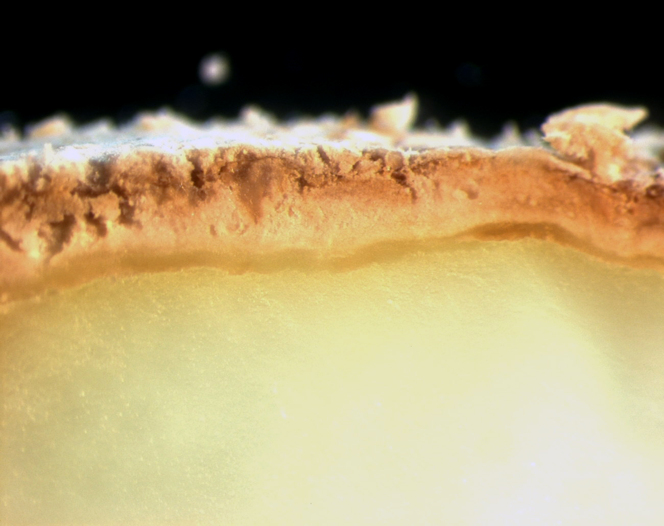 Cheese rind up close. Courtesy of Rachel Dutton.