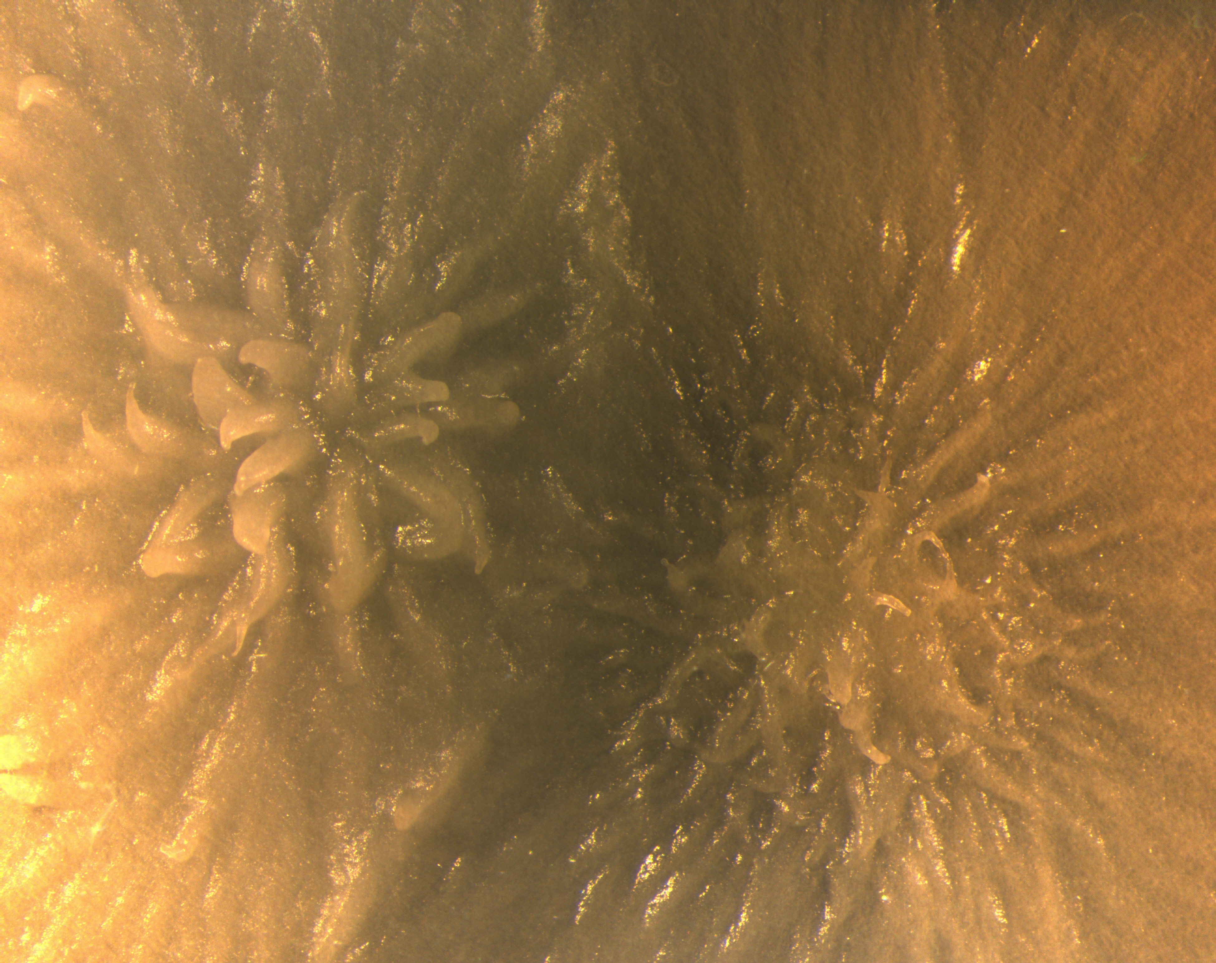 Geotrichum microbe. Courtesy of Rachel Dutton.