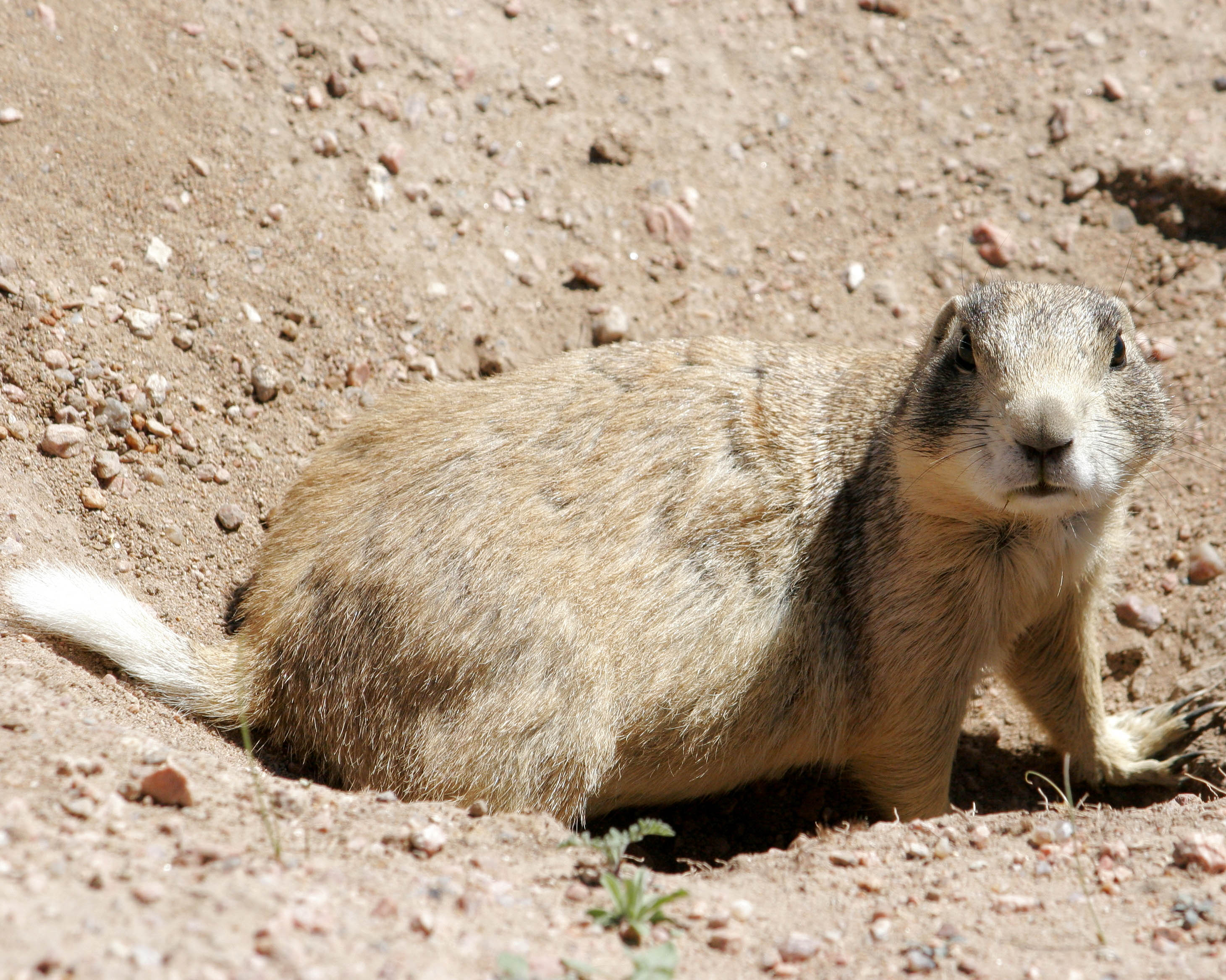 White-tailed Prairie Dog, Hutton Lake National Wildlife Refuge, Albany County, Wyoming. https://commons.wikimedia.org/wiki/File:Whitetailedprairiedoghi.jpg