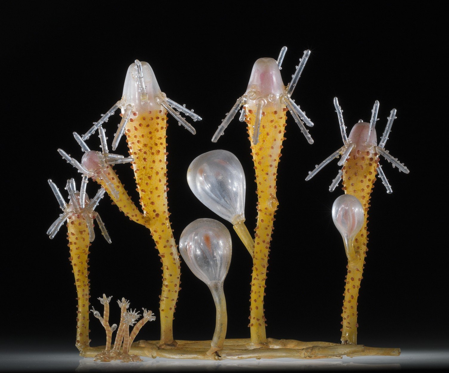 This to-scale and enlarged version of Perigonimus vestitus appears in the Fragile Legacy exhibit at The Corning Museum of Glass. (Nr. 172), Leopold and Rudolf Blaschka, Dresden, Germany, 1885. Lent by Cornell University, Department of Ecology and Evolutionary Biology. L.17.3.63-293