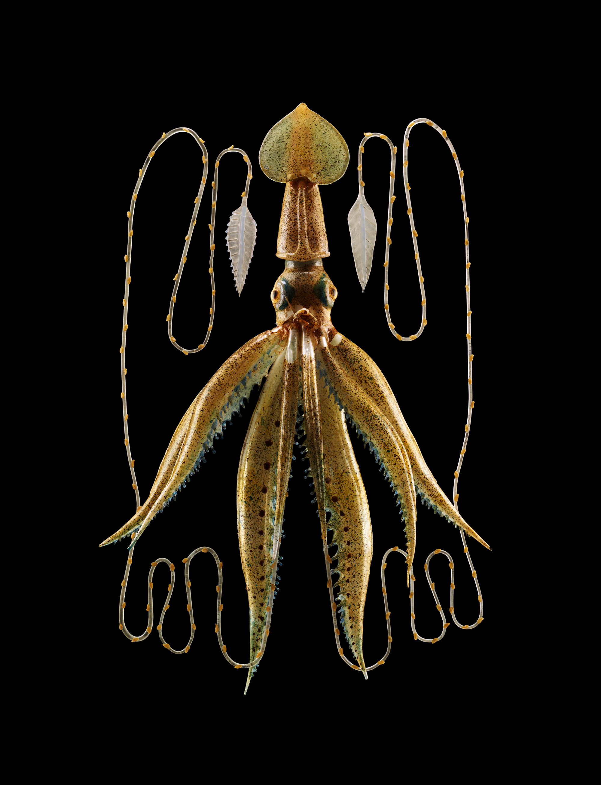 A long-armed squid (Chiroteuthis veranyi), in glass. Photo by Guido Mocafico, courtesy of the Natural History Museum of Ireland. Image file courtesy of A Sea of Glass, by Drew Harvell