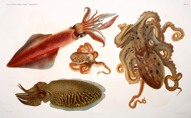 I Cefalopodi viventi nel Golfo di Napoli (sistematica) : monografia by R. Friedländer & Sohn,1896. Public Domain