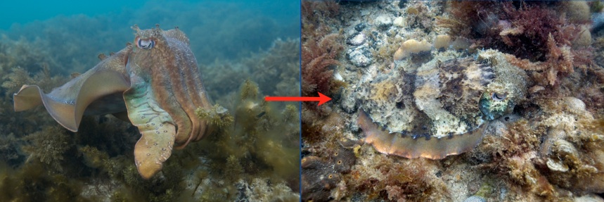 A giant Australian cuttlefish (Sepia apama) dons different camouflage patterns. Photo by Roger Hanlon
