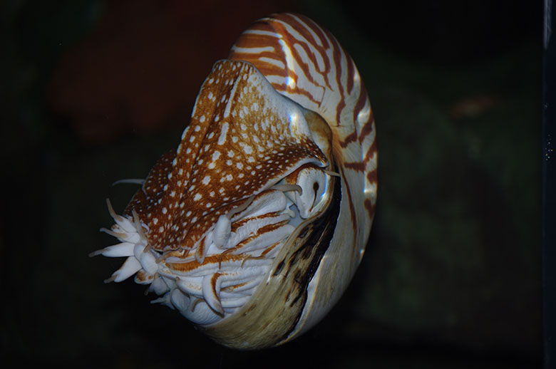 Nautilus. Photo by Jessie Owens.
