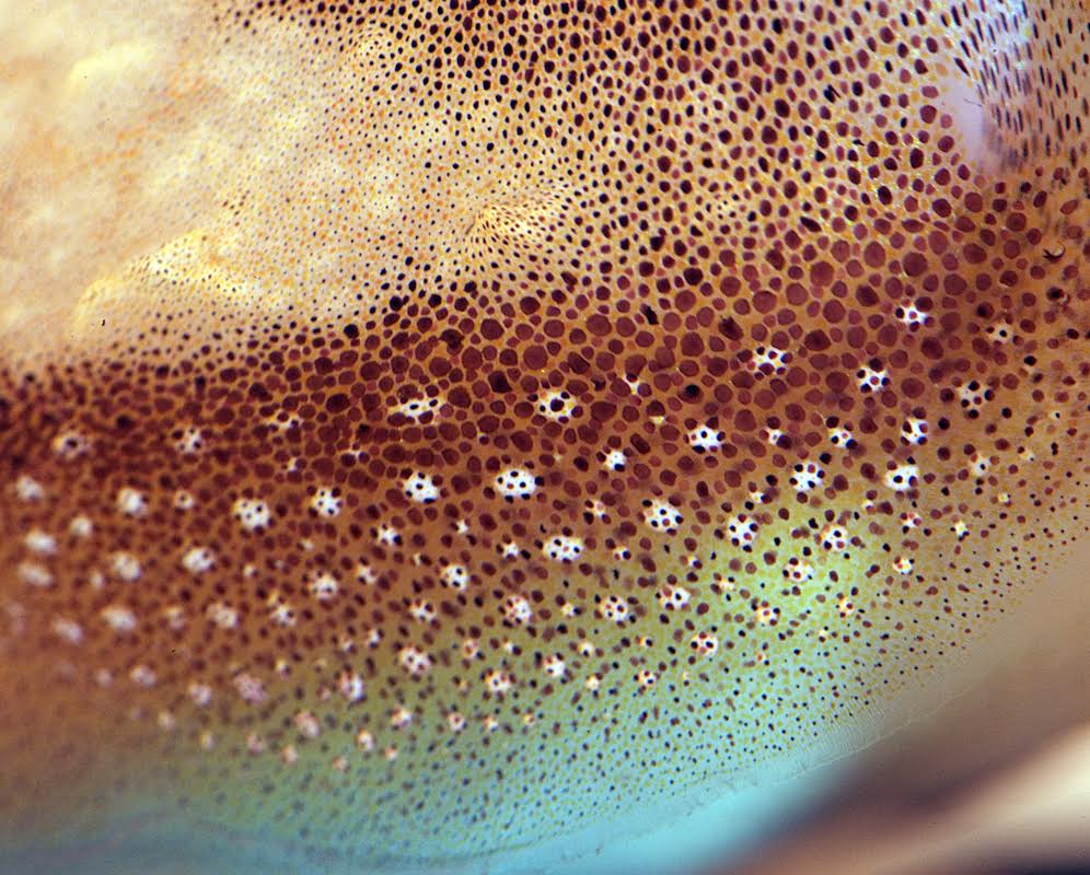 A close-up of skin from the common cuttlefish (Sepia officinalis). The top layer of cephalopod skin contains pigmented cells called chromatophores. Radial muscles extend from each cell “like the spokes of a bike [wheel], and they’re anchored out in the periphery,” says Hanlon. When a cephalopod contracts those muscles, the cell opens into a disc of color. Photo courtesy of Roger Hanlon
