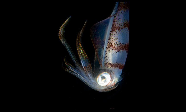 Squid. Photo by Klaus Stiefel