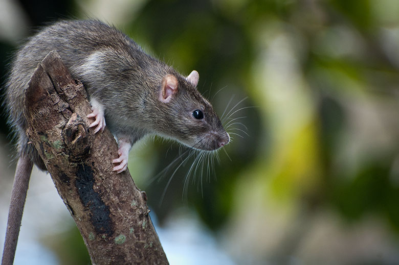 Brown Rat, from Shutterstock
