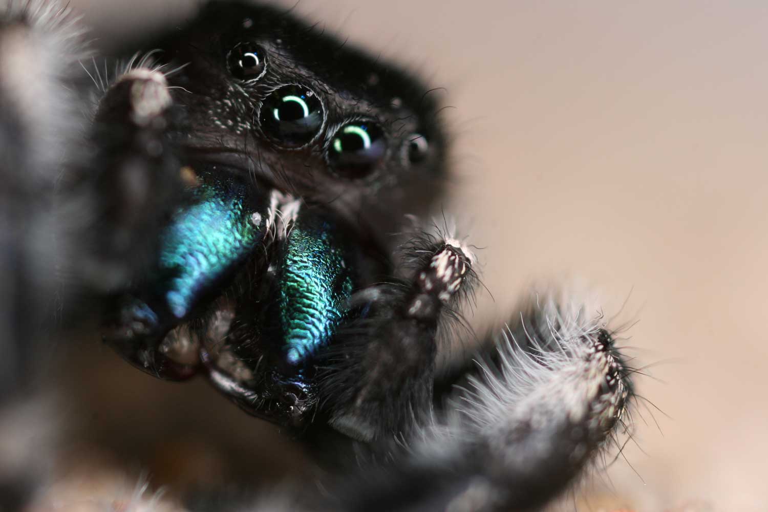 A jumping spider. Credit: Gil Menda and the Hoy lab