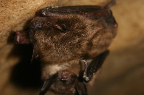 two little brown bats hanging in Mt. Aeolus Cave