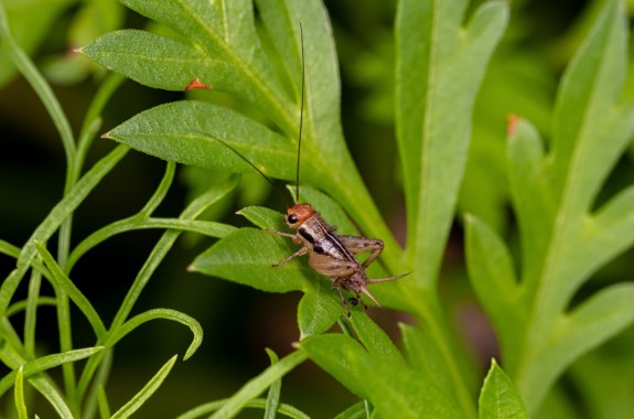 Robust ground cricket nymph in flower garden