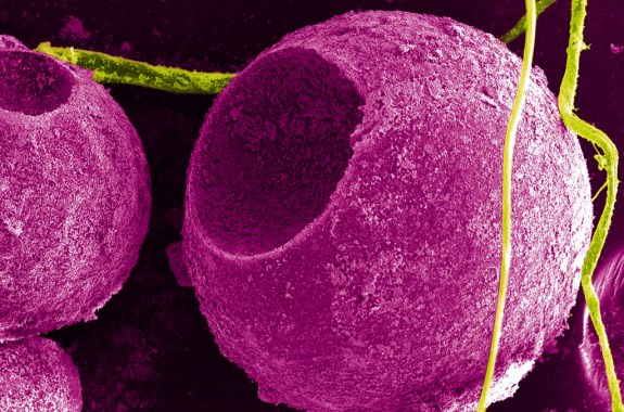 Picture of the Week: Quantum Dot Sphere