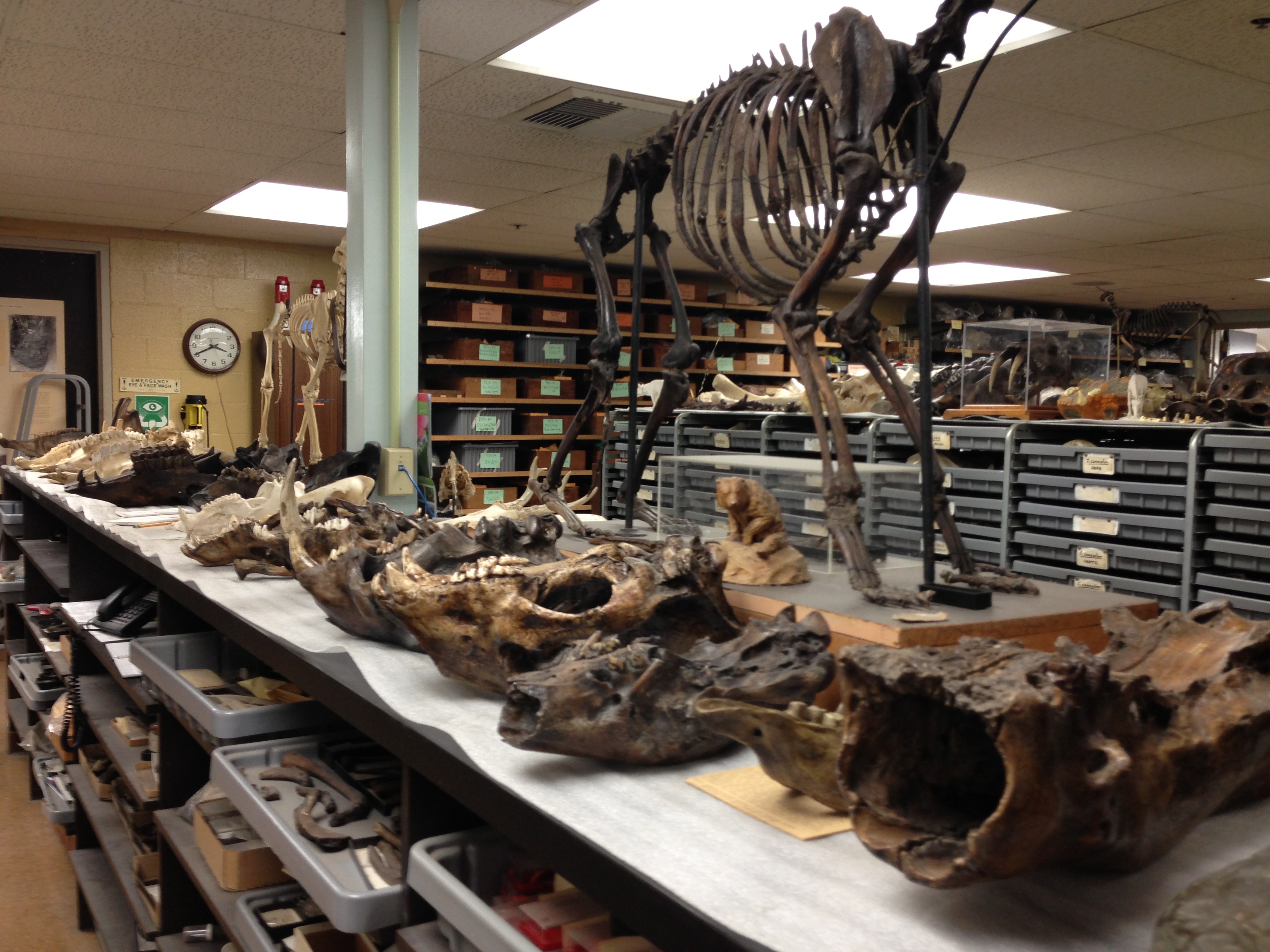 Fossilized skulls are lined up in a storage facility.