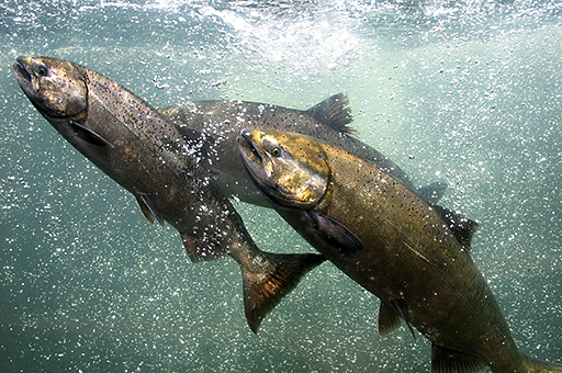 Chinook Salmon Could Make Splashy Return