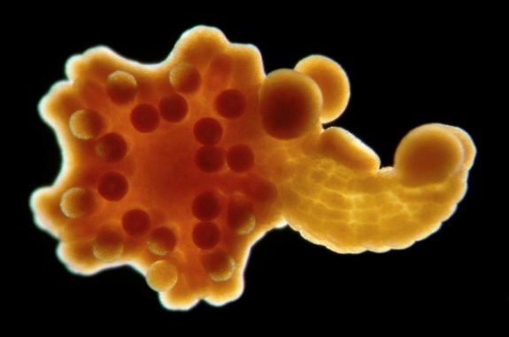 a yellow organism that looks like it just beginning to create a star shape, with one of the limbs growing out long to the right