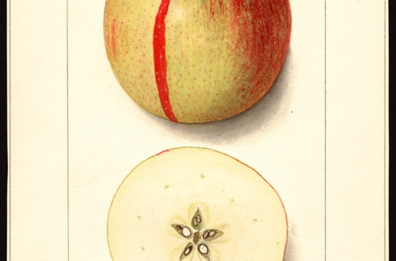 Apple Science, From American Beauty to Zestar