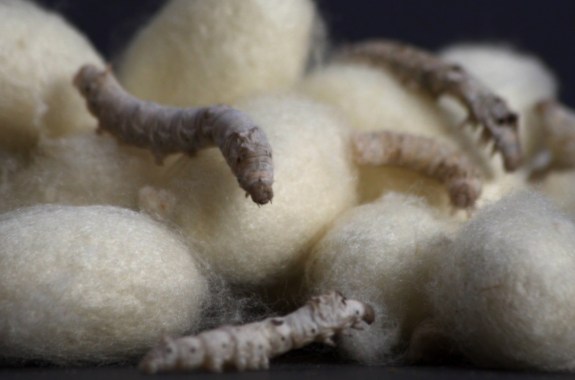 The Medical Wonders Of Worm Spit