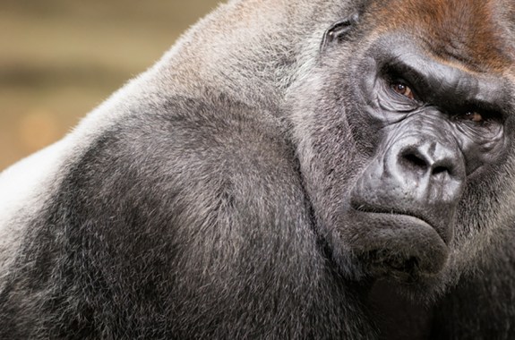 The Secret to Making Ultrastrong ‘Gorilla Glass’