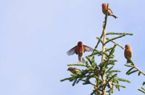 Birding for the Holidays