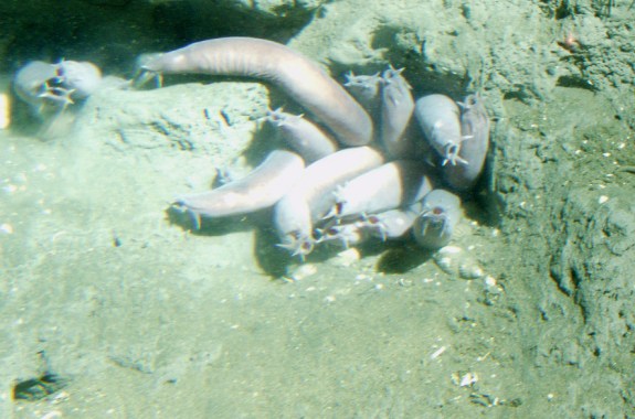 Future Fibers May Be Spun From Slime