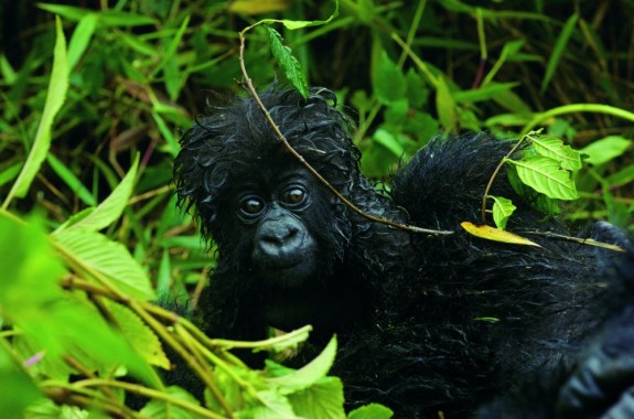 Minding the Mountain Gorillas