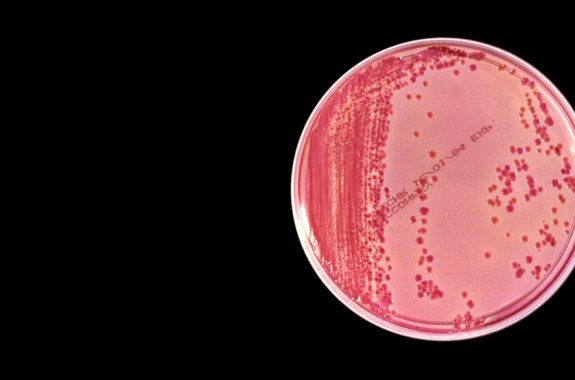 ‘Nightmare Bacteria’ Defy Even Last-Ditch Drugs