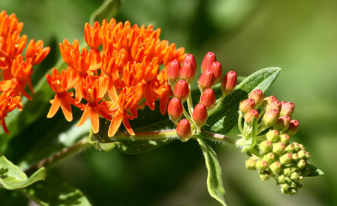 Milkweed for Monarchs