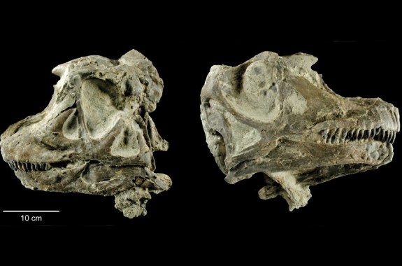 Utah’s Fossil Finds Describe an Ancient World