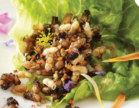 Three Insect Recipes to Help the Arthropods Go Down