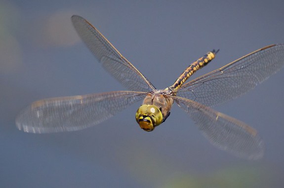 Flexible Insect Protein Inspires Super Rubber