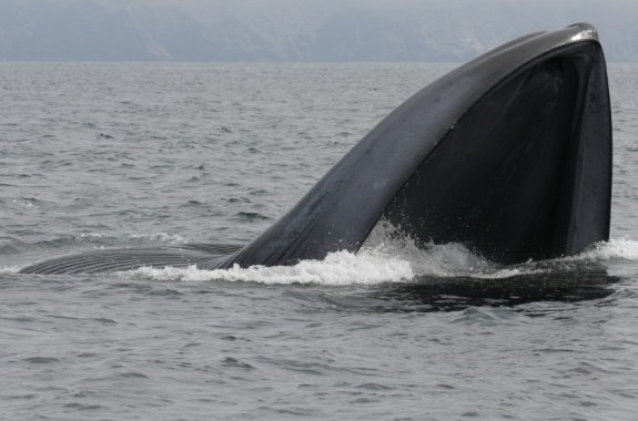 A Chronicle of a Whale’s Life, Captured in Earwax