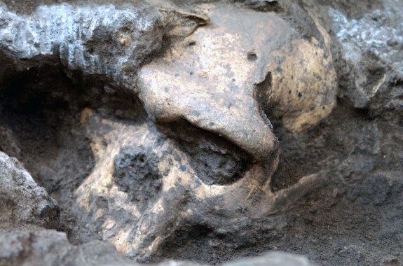 New Fossil May Trim Branches of Human Evolution