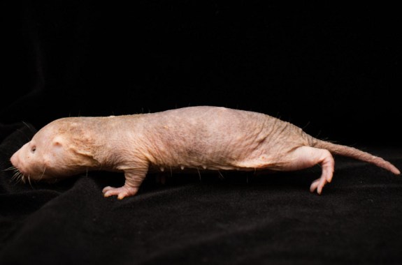 Discover the Inner Beauty of the Naked Mole Rat