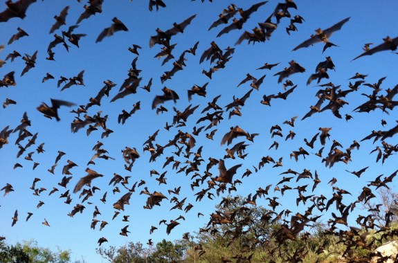 Mavericks Of The Bat World