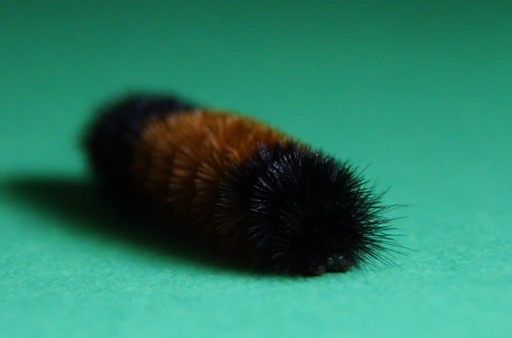 The Myth Of The Woolly Bear