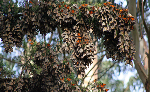 A Monarch Retreat