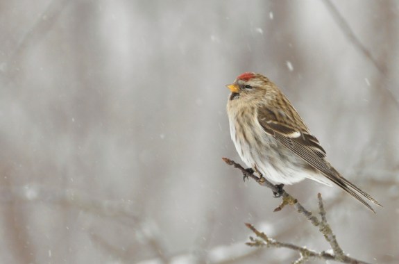 Christmas Bird Count 2013