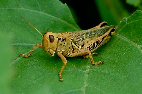 Why Do Insects Bug Us?