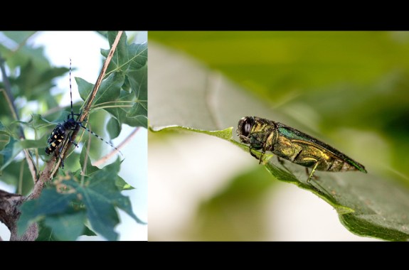 Cold Snap Knocks Out Some Invasive Insects