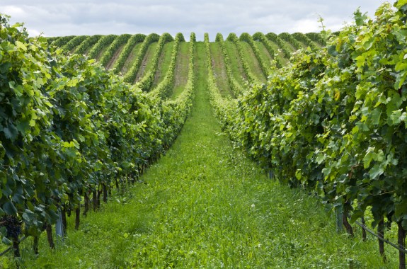 Wine Science: Deconstructing ‘Terroir’ in the Lab