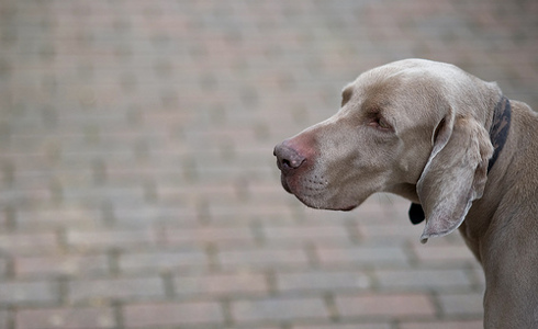 How Dogs Are Helping Us Understand Ourselves