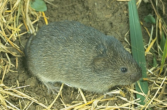 Scientists Study Vole Romance Under the Influence