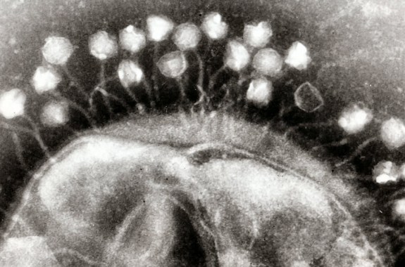 Busting Bad Bacteria With Their Viral Enemies