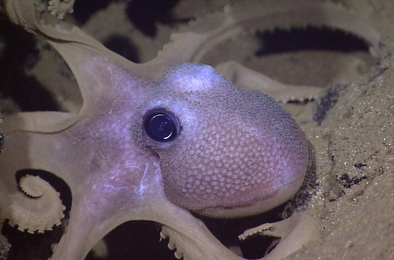 Getting A Grasp On The Clever Cephalopod