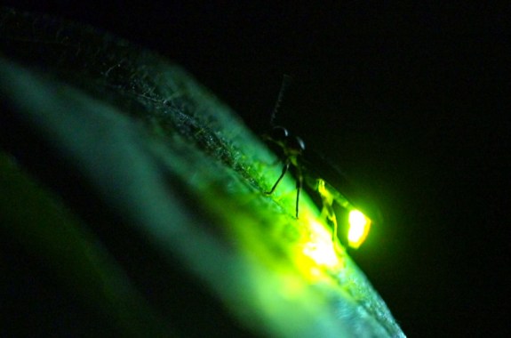 Celebrating Nature’s Summer Light Show, Fireflies
