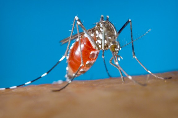 Mosquito-Borne Viruses Raise Public Health Concern