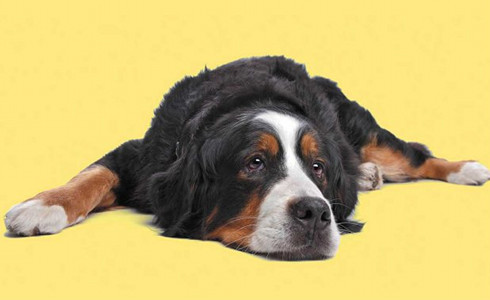 Animals Can Suffer From Mental Illness, Too